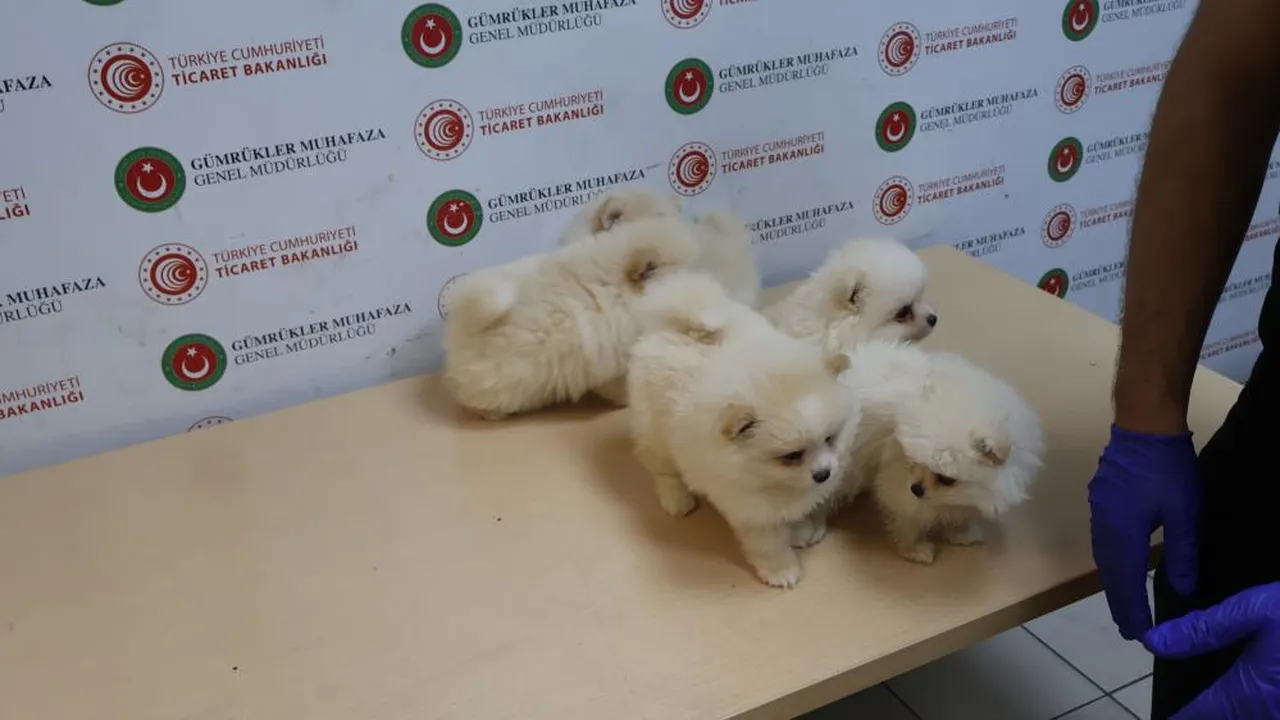 Değerleri 472 bin lirayı aşıyor! 6 adet 'pomeranian'a el konuldu