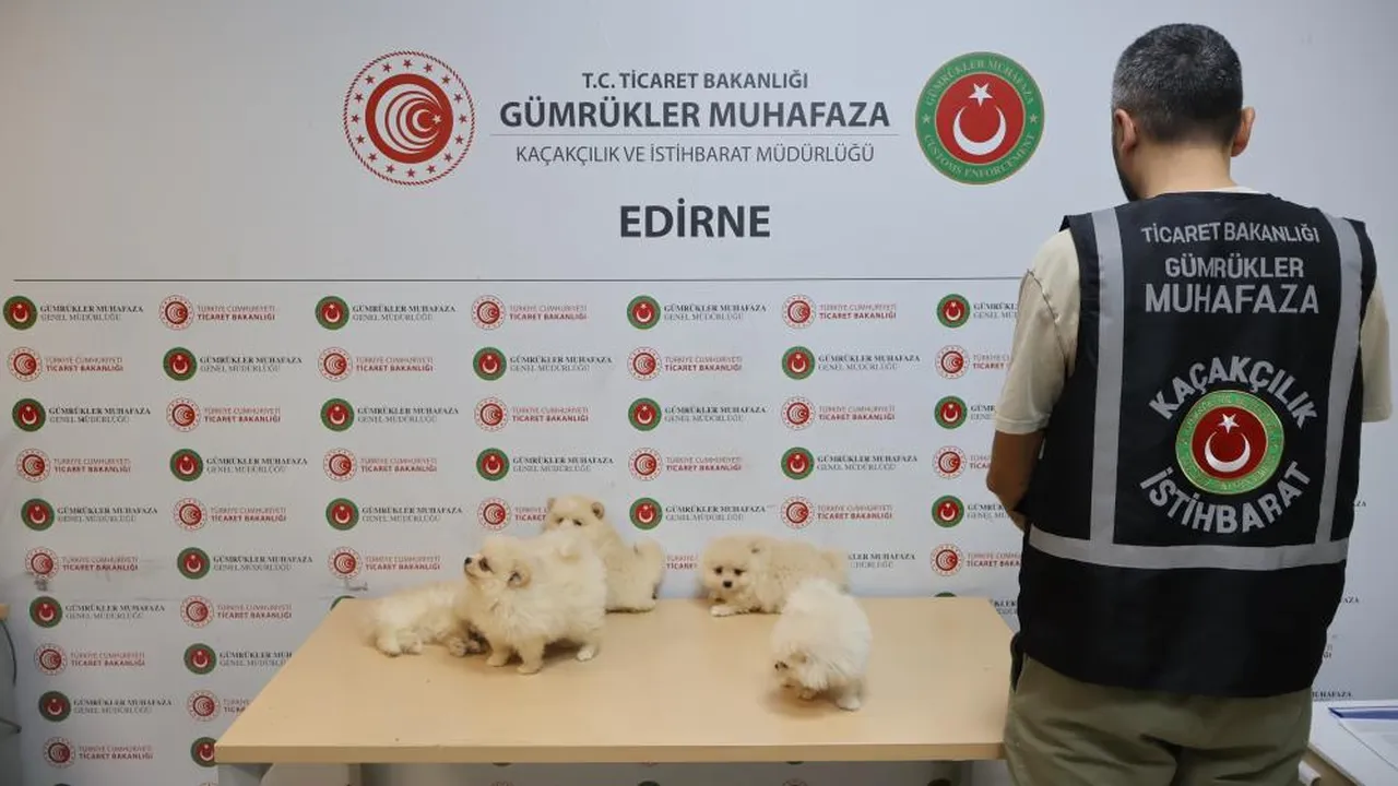 Değerleri 472 bin lirayı aşıyor! 6 adet 'pomeranian'a el konuldu