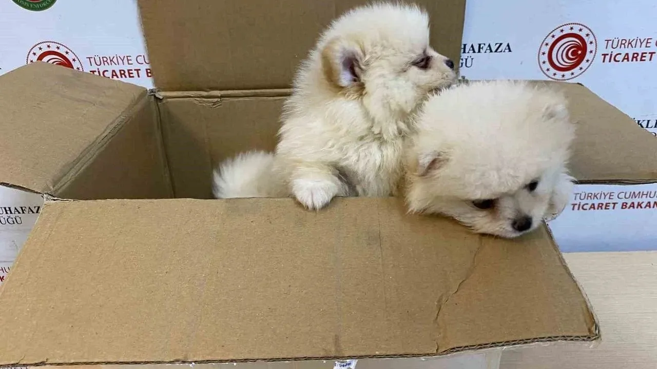 Milyarlık kaçak pet pazarının karanlık yüzü! Fiyatları 50 bin TL’den başlayıp 500 bin TL’ye kadar çıkıyor