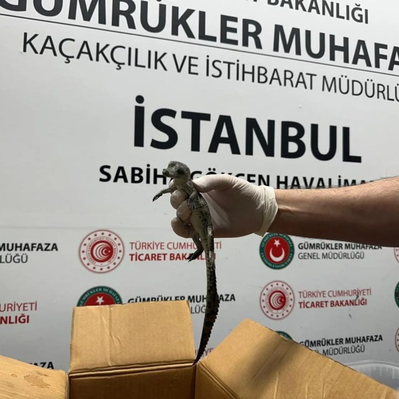 Milyarlık kaçak pet pazarının karanlık yüzü! Fiyatları 50 bin TL’den başlayıp 500 bin TL’ye kadar çıkıyor