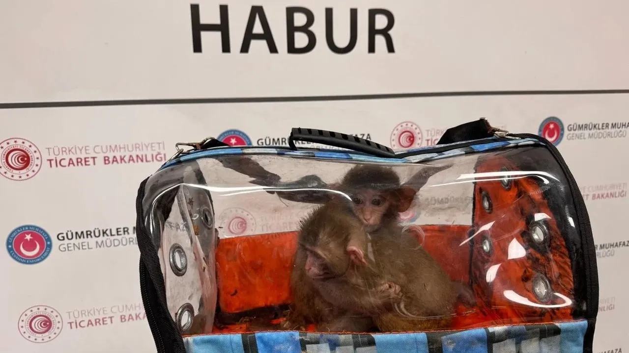Milyarlık kaçak pet pazarının karanlık yüzü! Fiyatları 50 bin TL’den başlayıp 500 bin TL’ye kadar çıkıyor