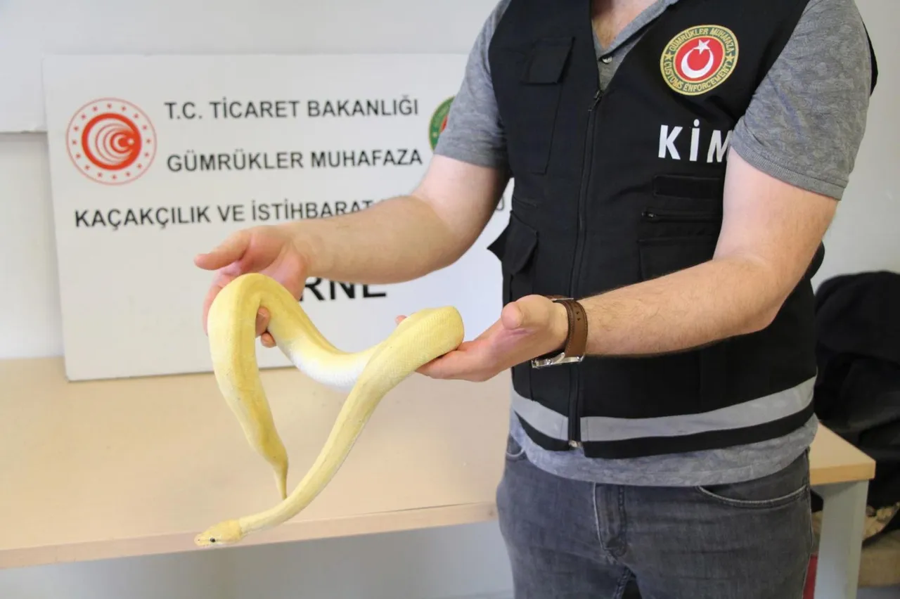 Milyarlık kaçak pet pazarının karanlık yüzü! Fiyatları 50 bin TL’den başlayıp 500 bin TL’ye kadar çıkıyor