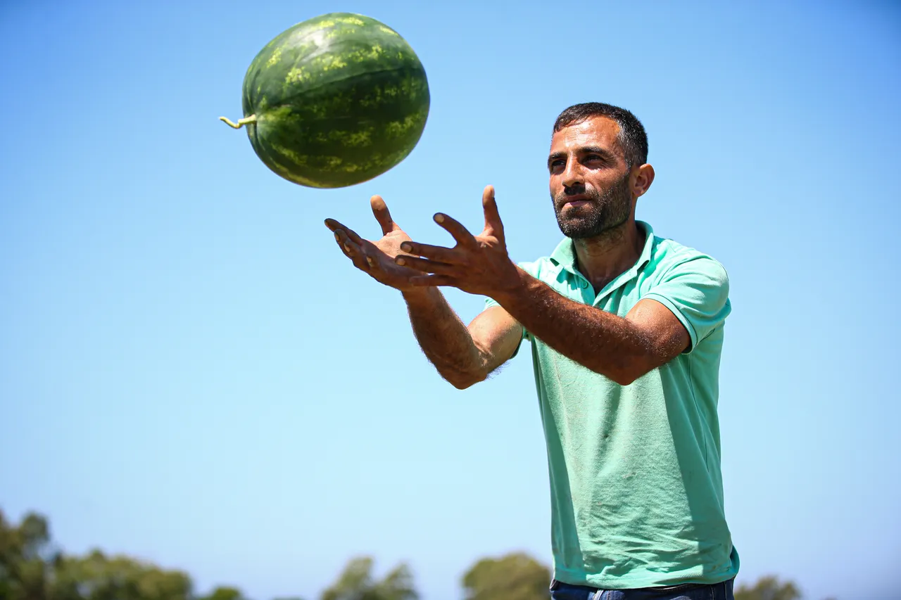 Adana karpuzunda hasat sürüyor! Üreticinin sevinci yarım kaldı… Kilogramı 25 liradan 18 liraya düştü