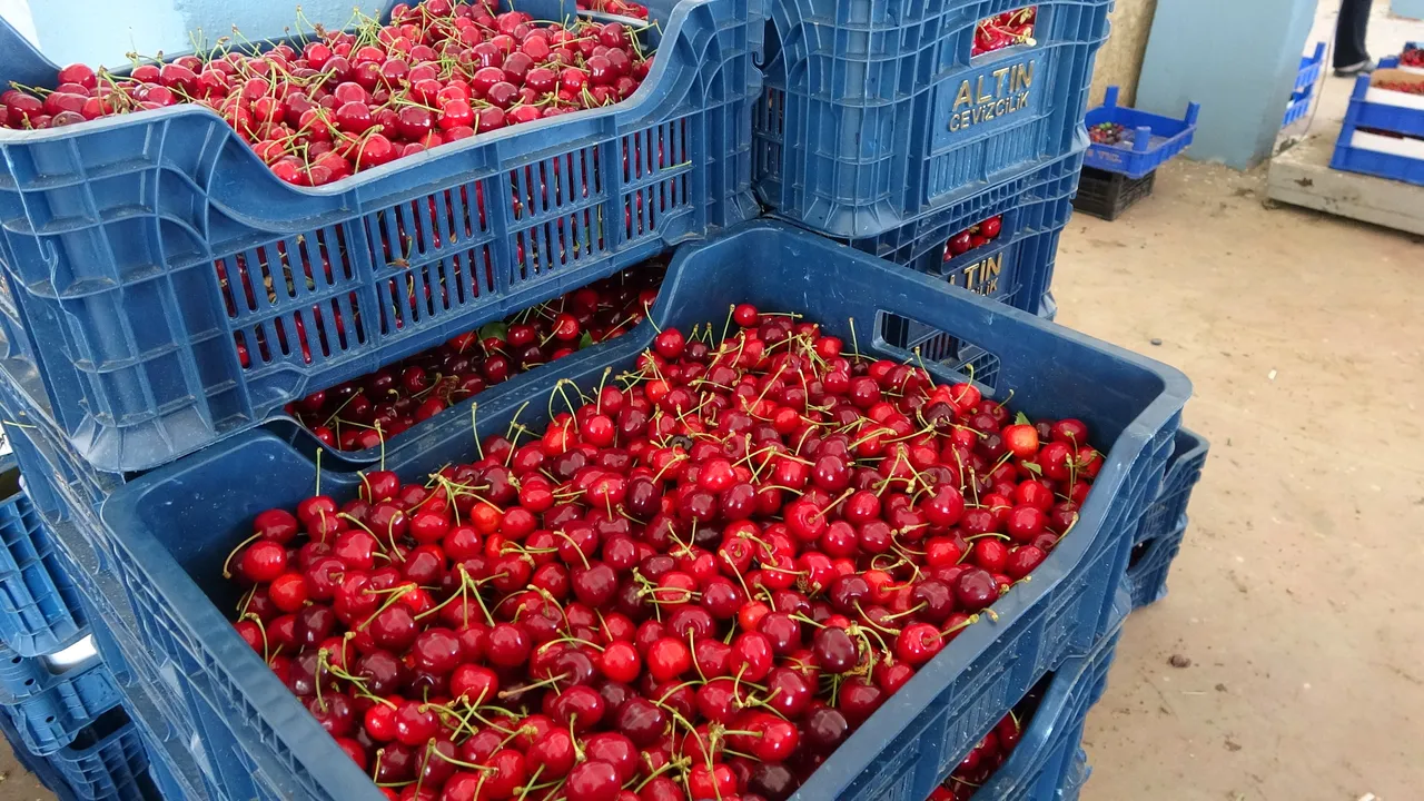 Geçen yıl don vurdu bu yıl ise kirazda rekolte yaptı! İşte o şehrimiz..