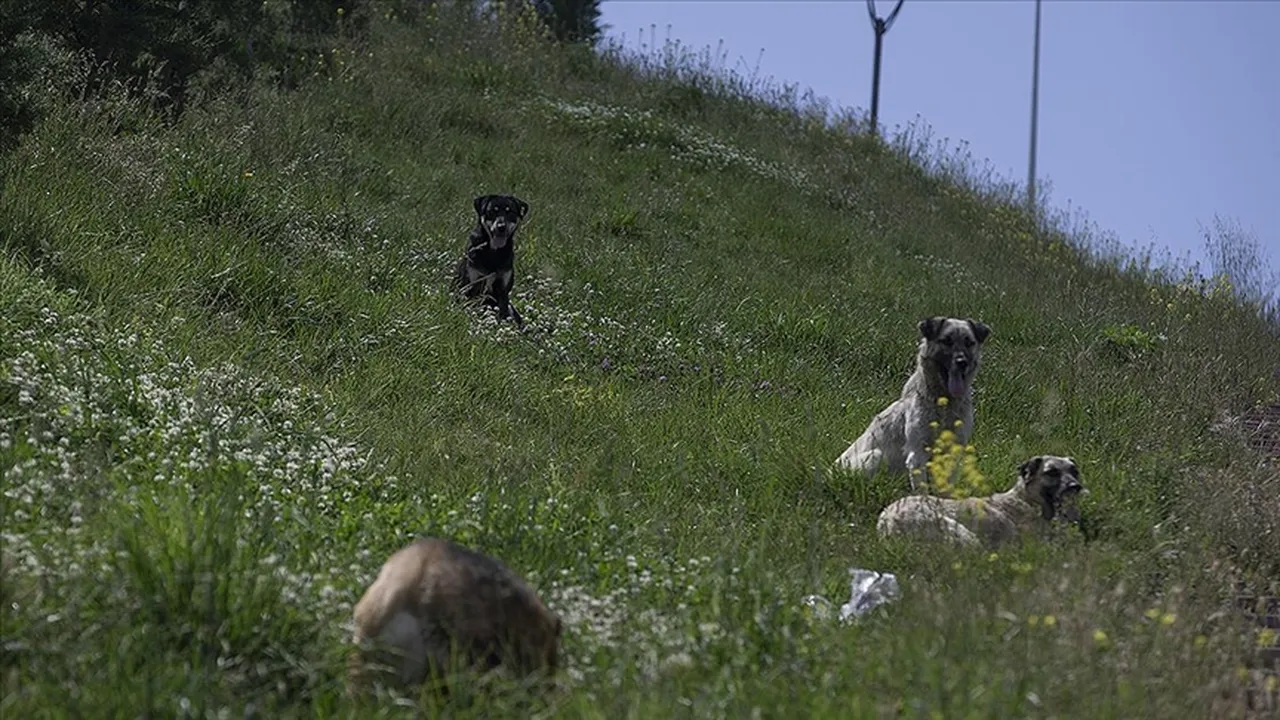 CHP'den Meclis'e Hayvan Yasası teklifi: Cezalar artırılsın, kısırlaştırılan köpek sokağa dönsün
