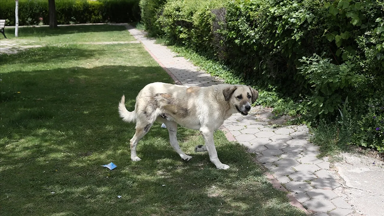 CHP'den Meclis'e Hayvan Yasası teklifi: Cezalar artırılsın, kısırlaştırılan köpek sokağa dönsün