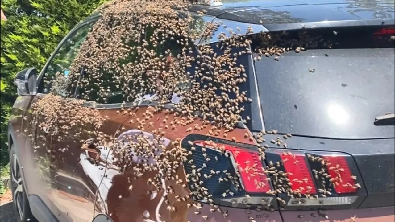 Oğul atan arılar otomobili sardı! Görenler kaçmaya başladı