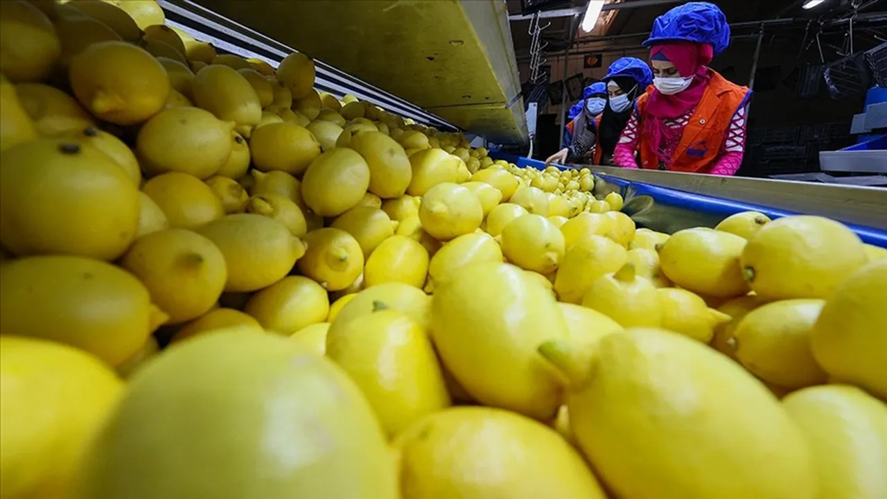 Türkiye dünyada 5'inci sırada! Limon ihracatı 195 milyon dolara ulaştı