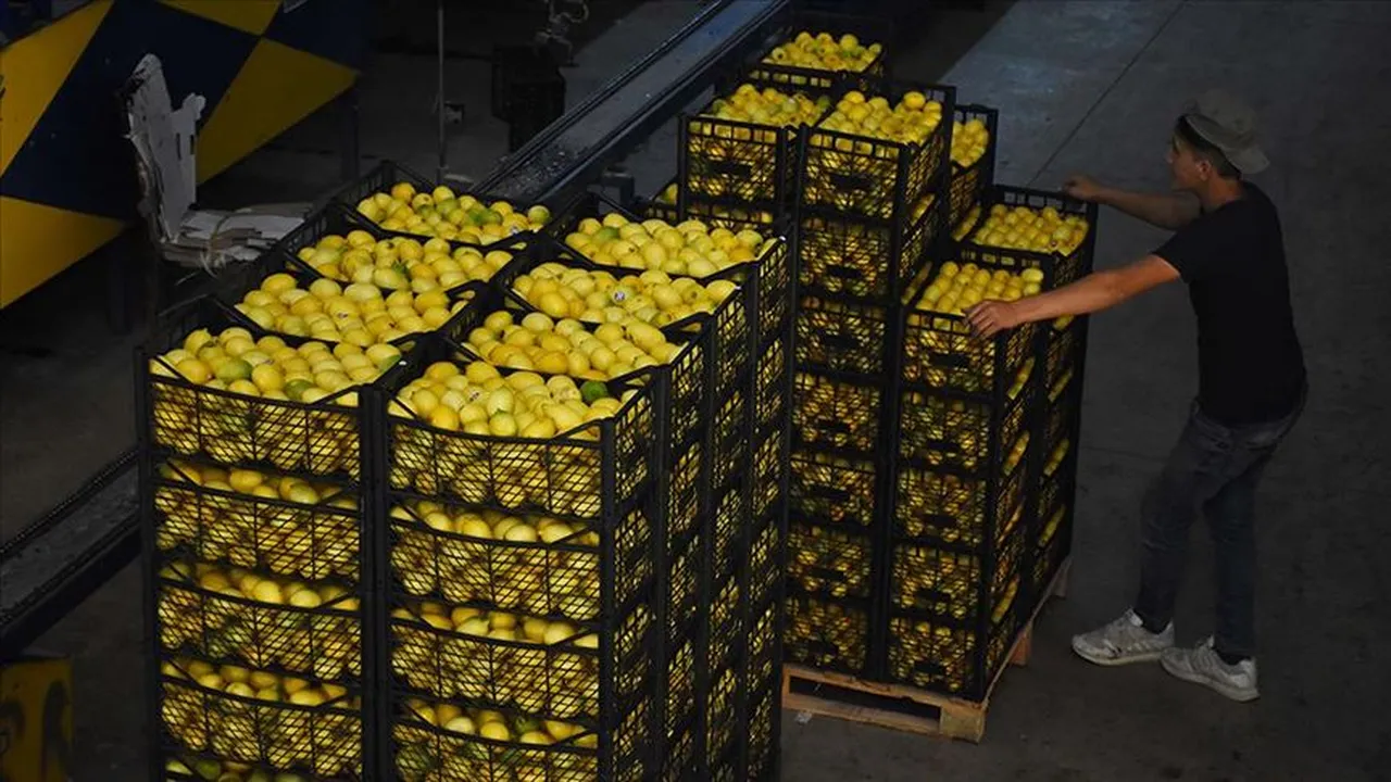 Türkiye dünyada 5'inci sırada! Limon ihracatı 195 milyon dolara ulaştı