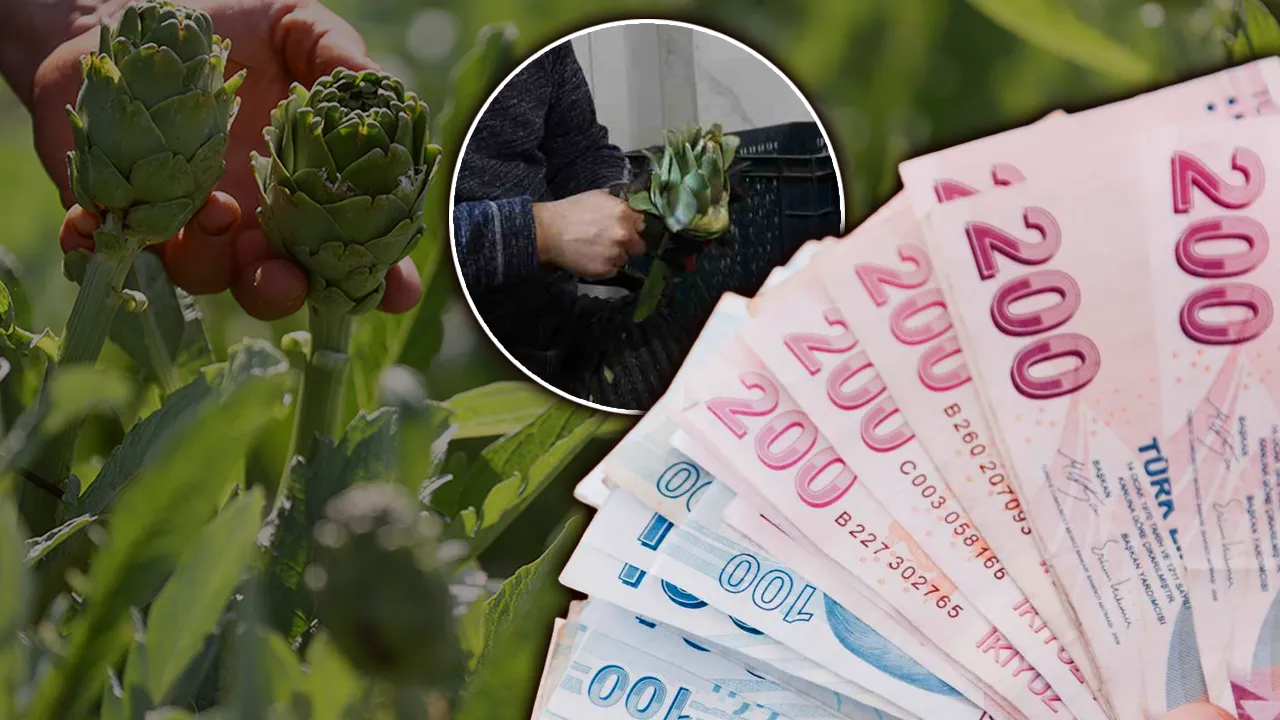 ‘Yeşil elmas’ hasadı başladı, ayda 240 bin lira kazanıyor! 10 yıllık usta sırrını açıkladı