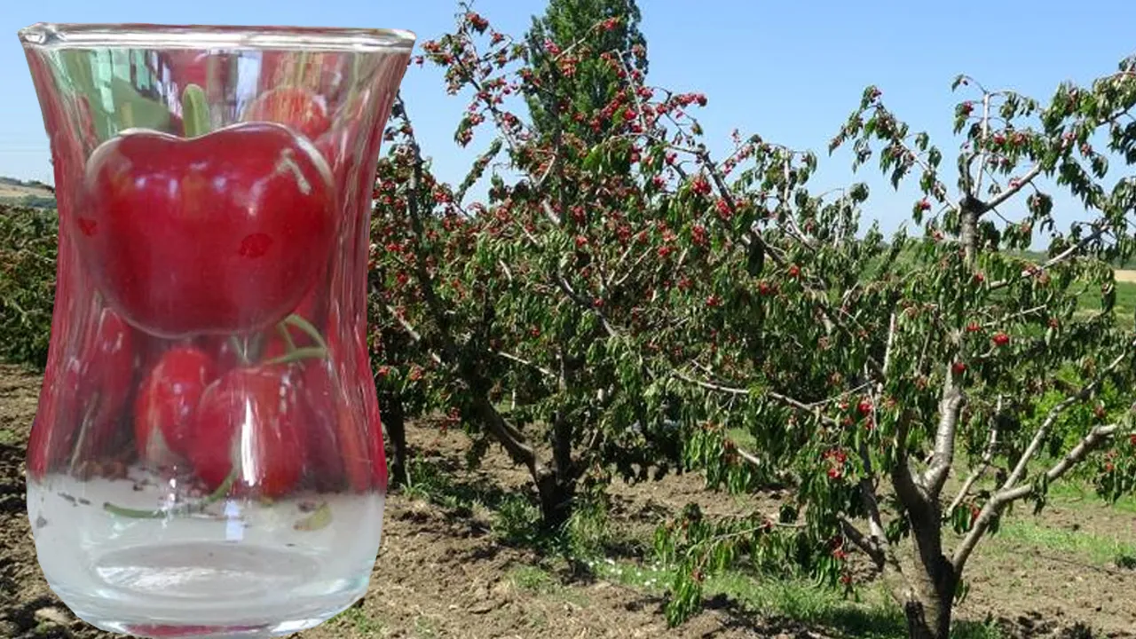 Çay bardağına sığmıyor! Madeni 5 TL'den bile büyük... Fiyatı bahçesinde 600 lira