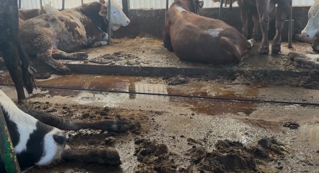 Çiftçi için velinimet ama değeri bilinmiyor! Günlük 5 bin liraya çalışacak işçi yok