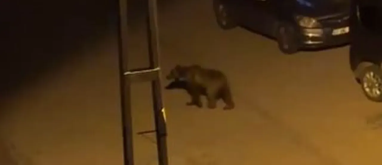 İlçenin kâbusu! Gündüz arazide gece sokaklarda ortaya çıkıyorlar