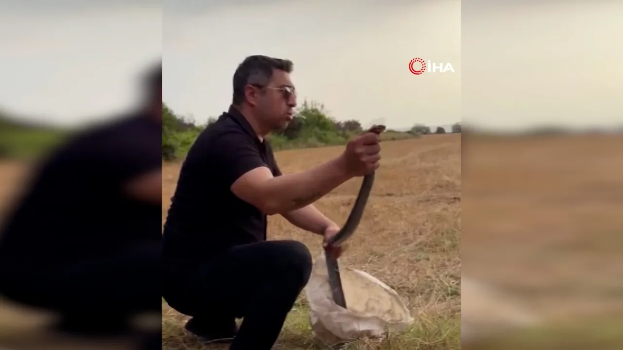 'İlla ısıracaksın' dedi! Kümesteki dev yılanı yakalayan 