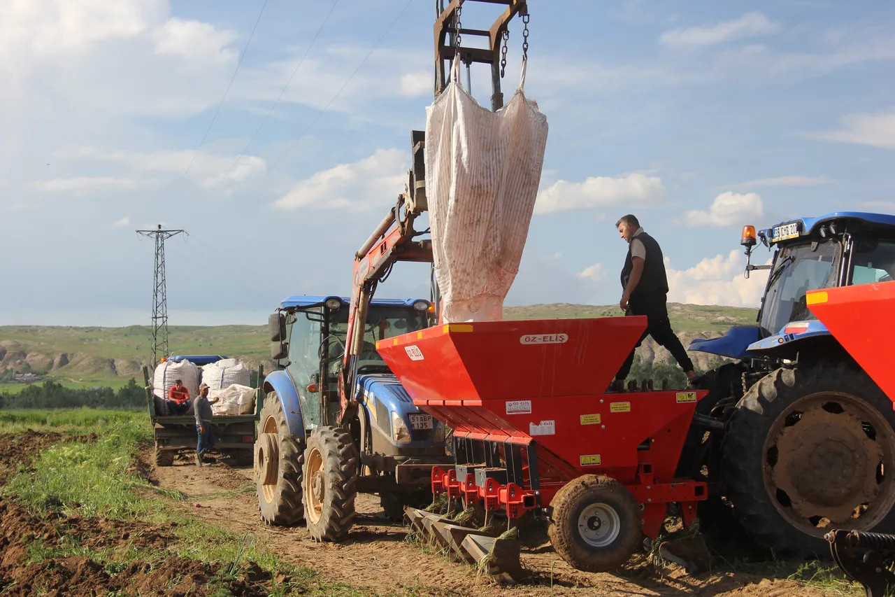 Tohumlar toprakla buluştu! 15 bin dekara ekildi, bu yıl 75 bin ton hasat bekleniyor