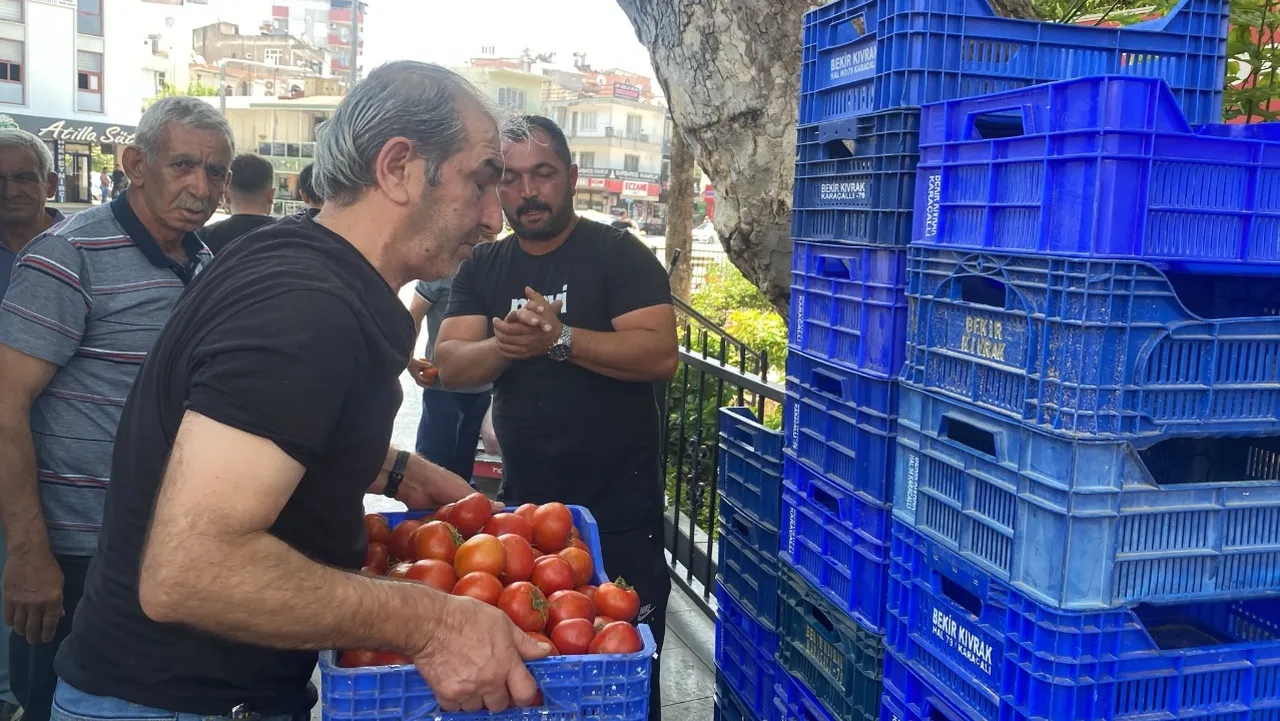 Alıcı bulamayınca 4 ton domatesi vatandaşlara ücretsiz dağıttı