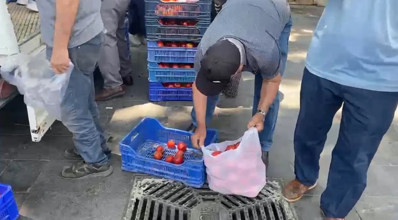Alıcı bulamayınca 4 ton domatesi vatandaşlara ücretsiz dağıttı