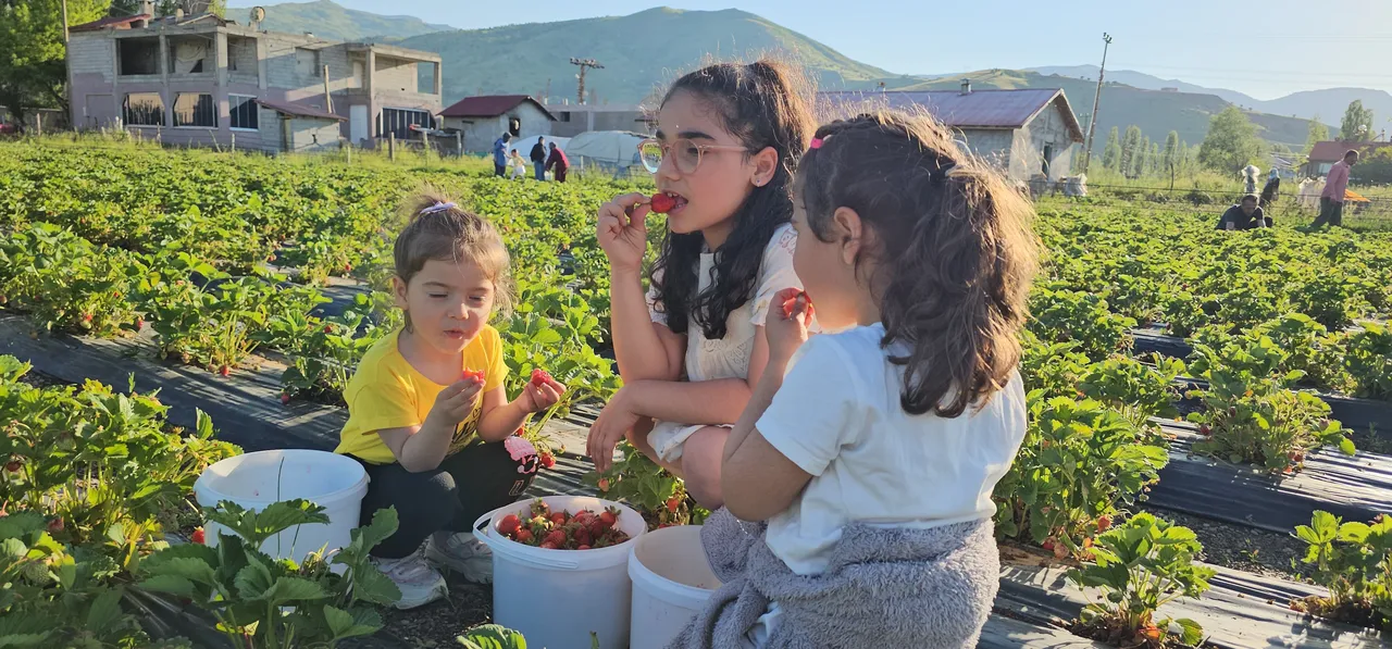 Tarlasında kurduğu sistemle aracıları devre dışı bıraktı! Kilosu 100 liraya yok satıyor