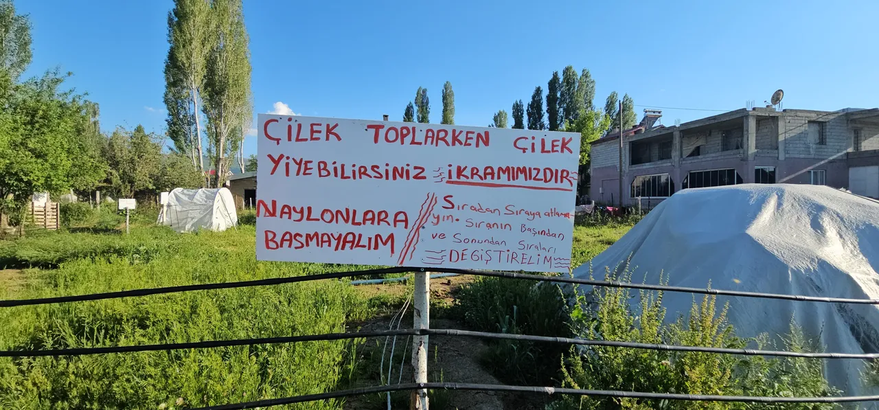 Tarlasında kurduğu sistemle aracıları devre dışı bıraktı! Kilosu 100 liraya yok satıyor