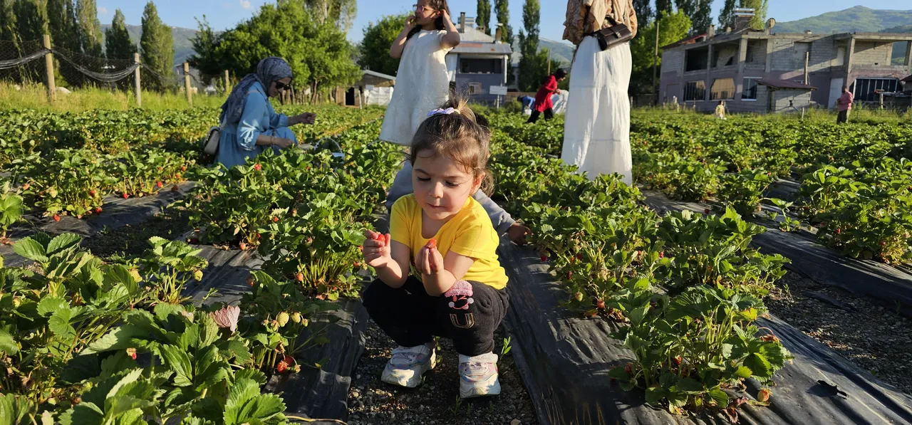 Tarlasında kurduğu sistemle aracıları devre dışı bıraktı! Kilosu 100 liraya yok satıyor