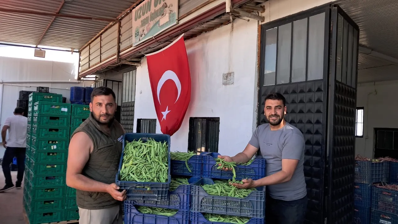'Nazende' hasadı başladı! Üretici fiyatlardan mutlu: Emeğimizin karşılığını alacağız