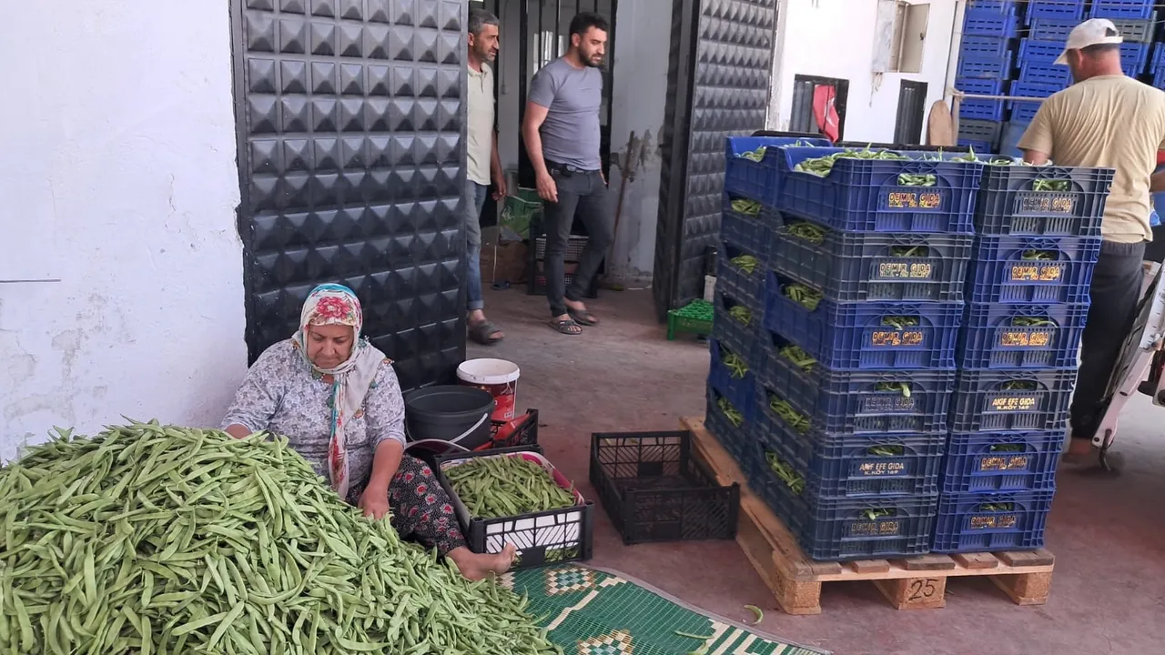 'Nazende' hasadı başladı! Üretici fiyatlardan mutlu: Emeğimizin karşılığını alacağız