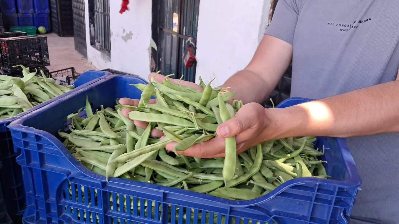 'Nazende' hasadı başladı! Üretici fiyatlardan mutlu: Emeğimizin karşılığını alacağız