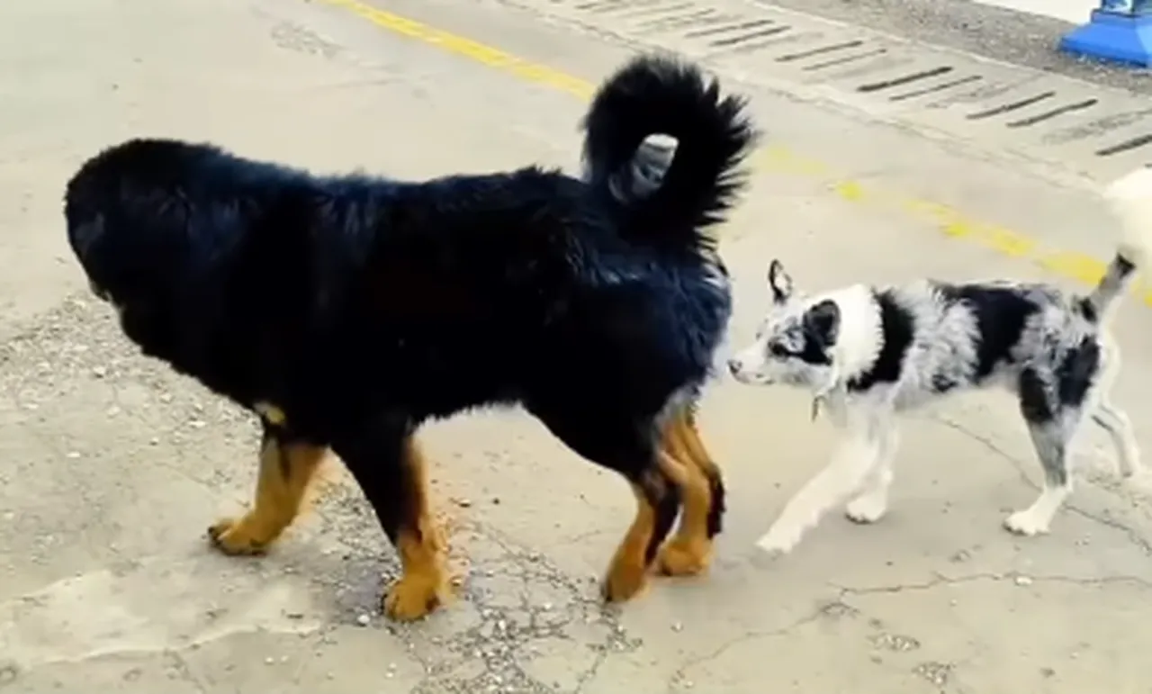 Sosyal medyada 1,5 milyon takipçisi vardı! Fenomen köpeğin trajik sonu: Restorana satılıp müşterilere sunuldu