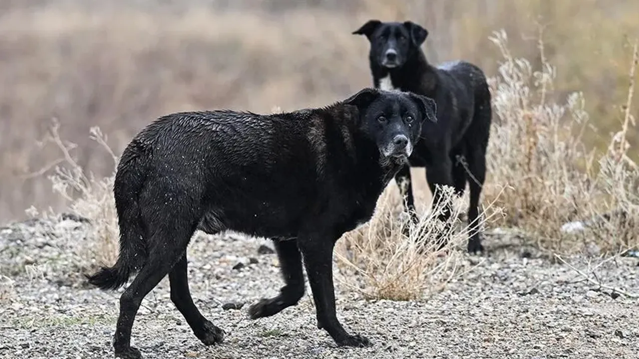 Ankara'da 52 bin sahipsiz köpek toplatıldı