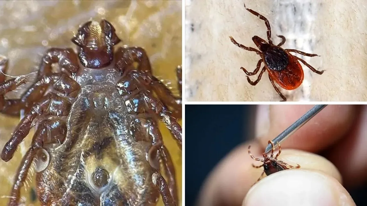Gölgelere dikkat! 10 bin yumurta bırakabiliyorlar