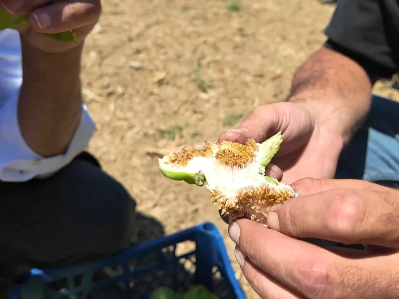 Asker arkadaşının tavsiyesiyle başladı, verimi katladı! Bereketin sırrı bu tellerde