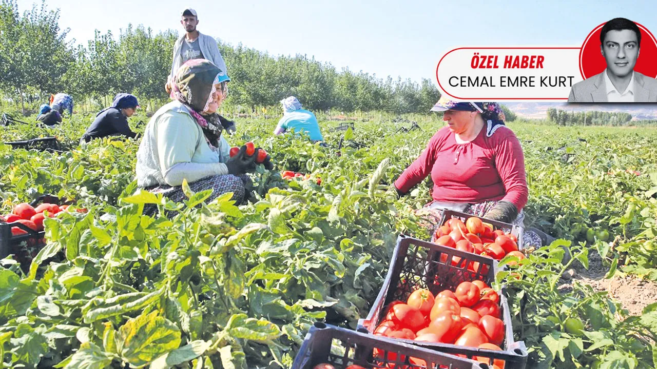 Çiftçinin ürünü direkt pazara ulaşacak! Dağ köyleri üretim üssüne dönüşüyor