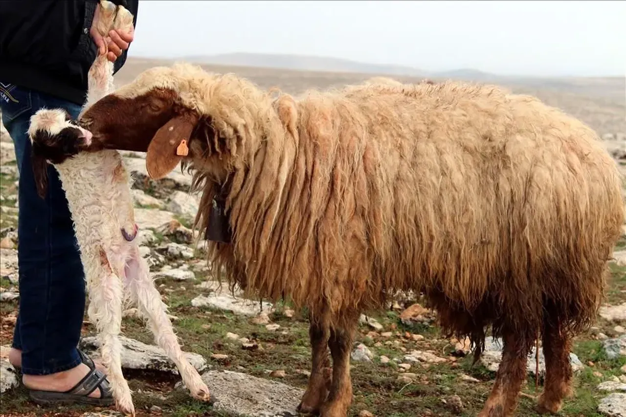 Çöpe giden koyun yünü servet olacak! İlaç ve kozmetiğin ham maddesine dönüşecek