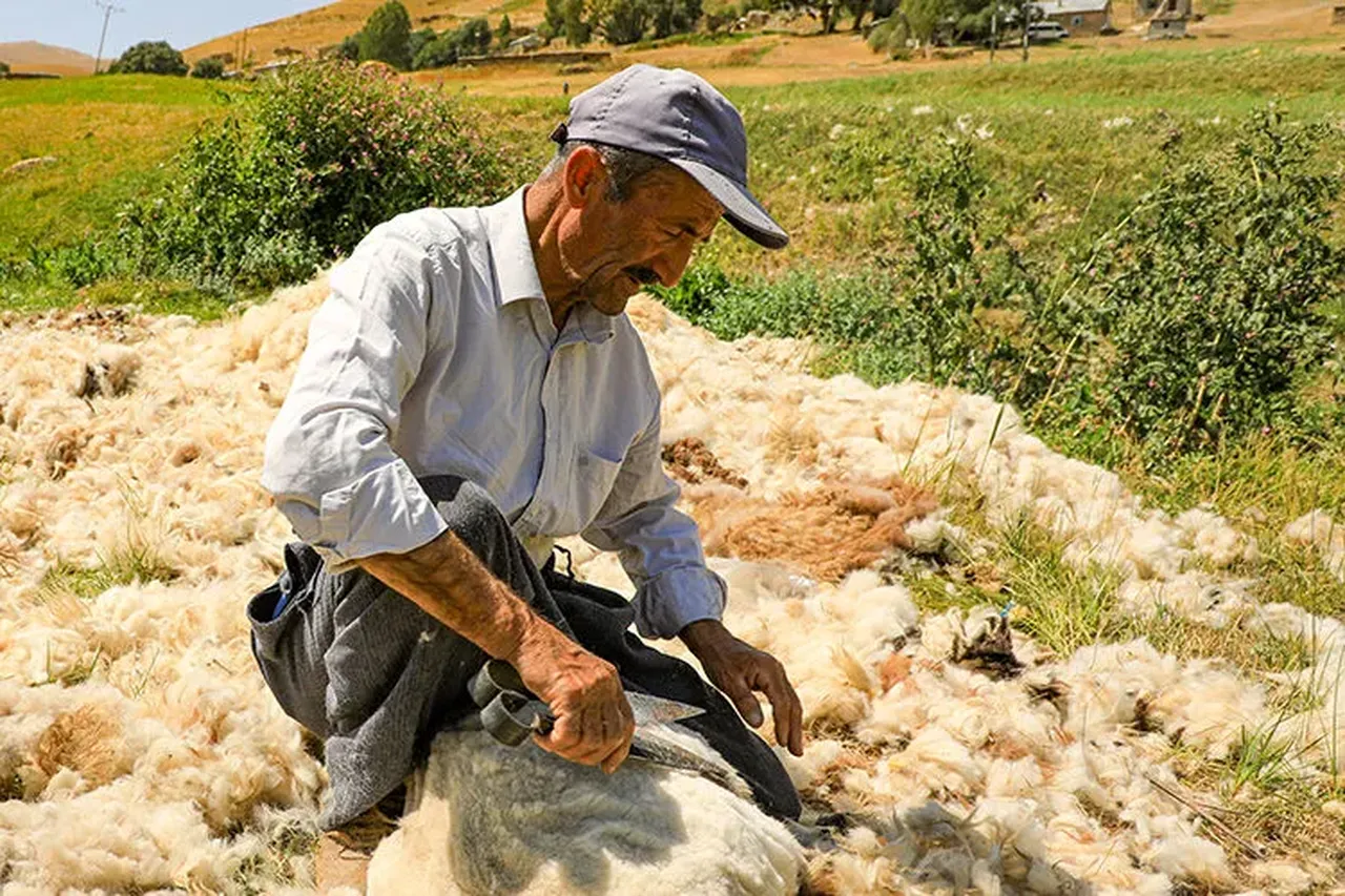 Çöpe giden koyun yünü servet olacak! İlaç ve kozmetiğin ham maddesine dönüşecek
