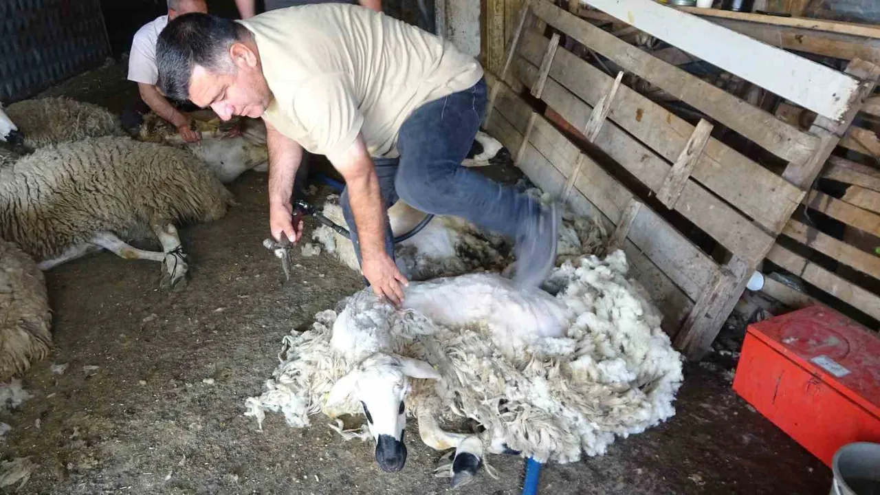 Çöpe giden koyun yünü servet olacak! İlaç ve kozmetiğin ham maddesine dönüşecek