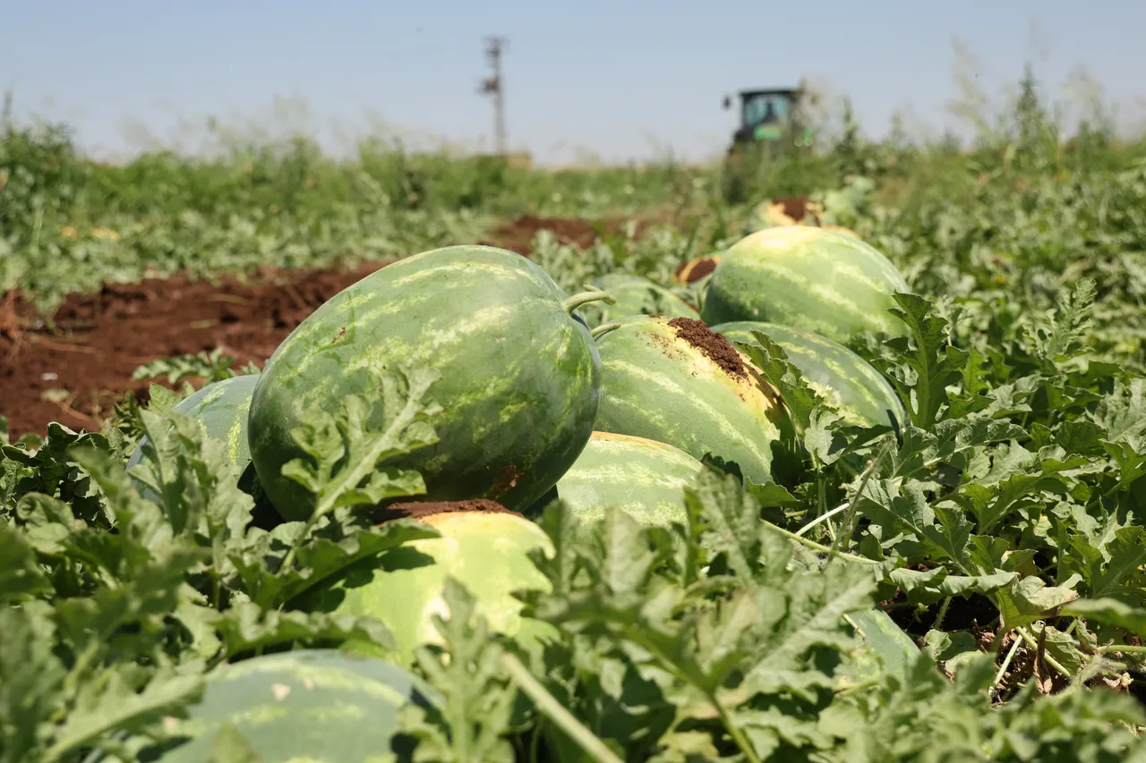 Diyarbakır karpuzunda hasat devam ediyor! İşte tarla fiyatı