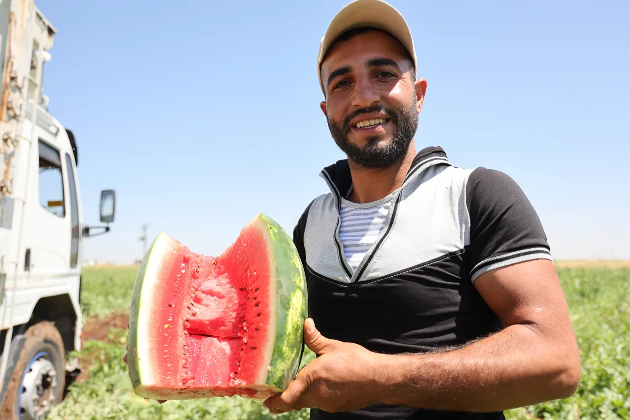 Diyarbakır karpuzunda hasat devam ediyor! İşte tarla fiyatı