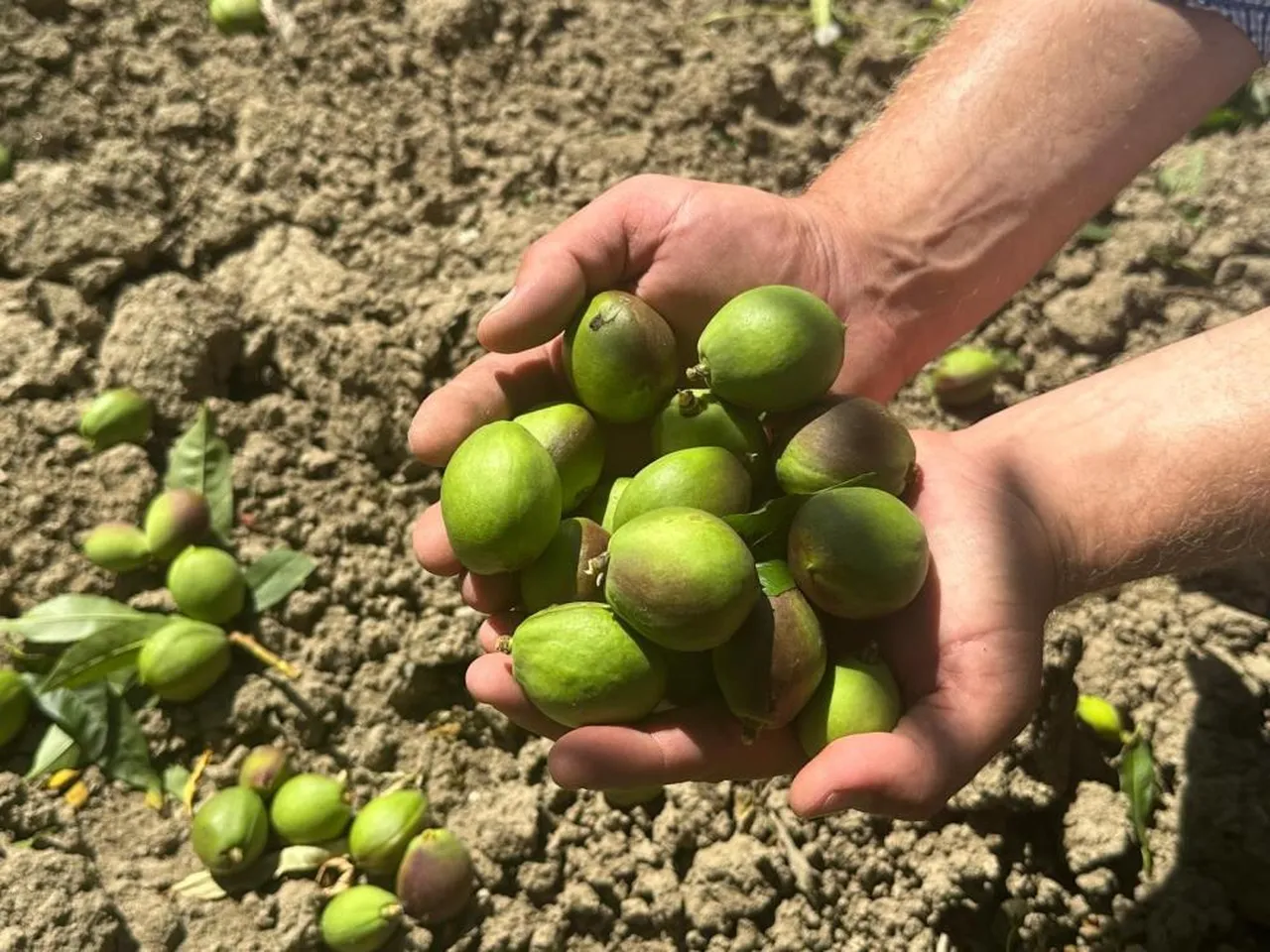 Günde 1500 TL kazanıyorlar! Tek yaptıkları meyveleri koparıp yere atmak