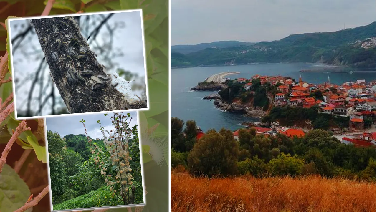 Son 20 günde çoğaldı! Kemirerek çürütüyor, Karadeniz’de 3’üncü tehlike alarmı, çiftçiler endişeli 