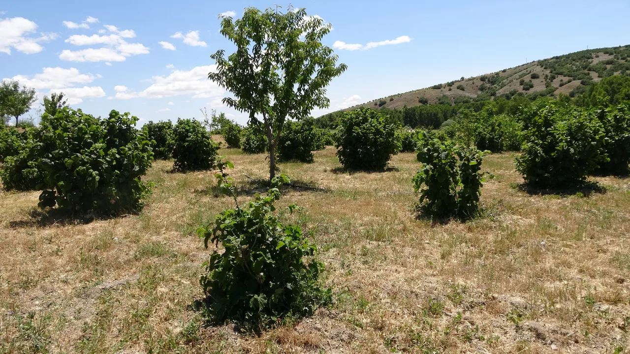 Yozgatlı tarım üreticisi, köyünde Karadeniz rüzgarları estirdi!