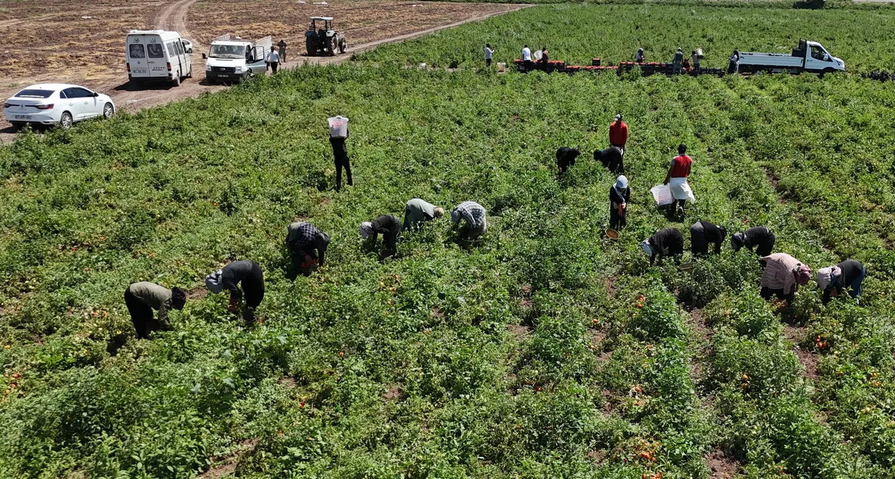 6 saatte bin 100 TL kazanç! Sıcak bastırınca hasadı bırakıyorlar