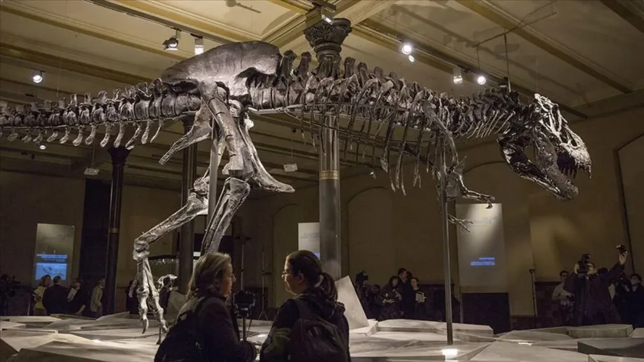 On dakikada 50,1 milyon dolara satıldı! T-rex iskeleti rekor fiyata alıcı buldu 