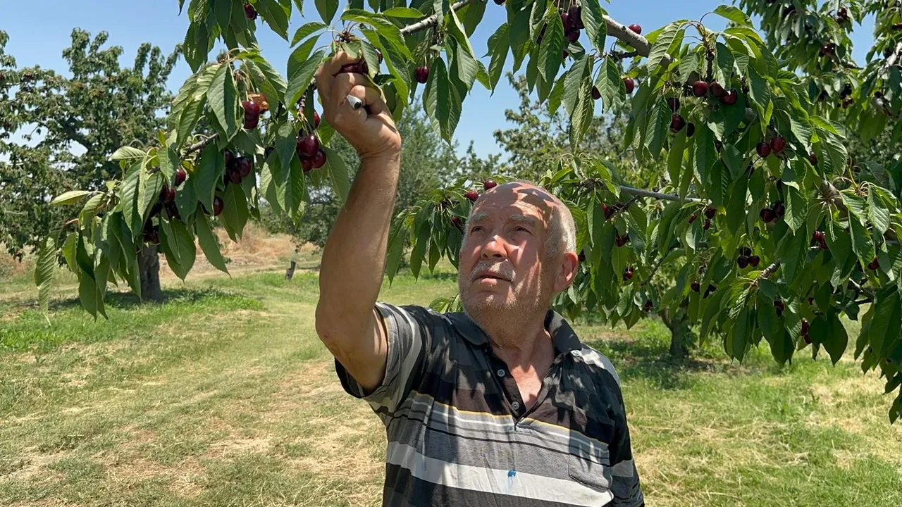 Geçen yıl donun vurduğu ilde bu yıl bolluk var! Ağaçlar kirazları taşıyamıyor