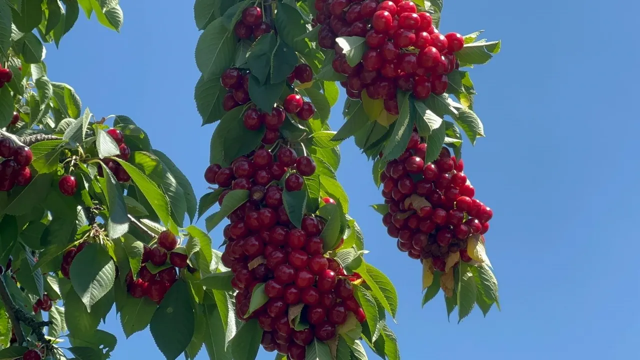 Geçen yıl donun vurduğu ilde bu yıl bolluk var! Ağaçlar kirazları taşıyamıyor