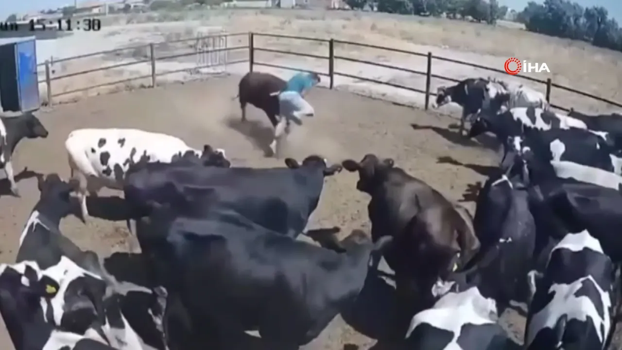 Konya'da korku dolu anlar! Kızgın boğanın saldırdığı besici ölümden döndü