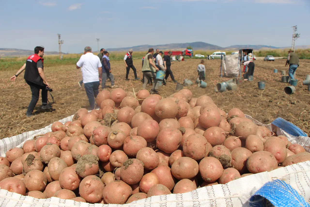 Türkiyenin cipslik patatesleri bu ilimizden! Tarlada kilosu 14 TL