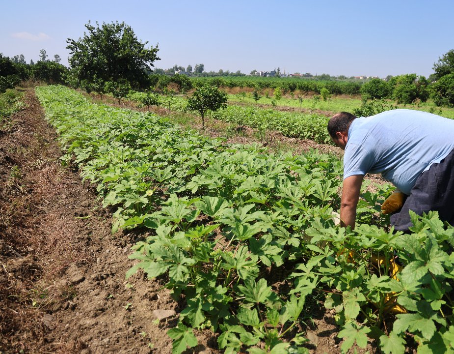 Adana'da hasat başladı! Tarlada kilosu 150 lira 