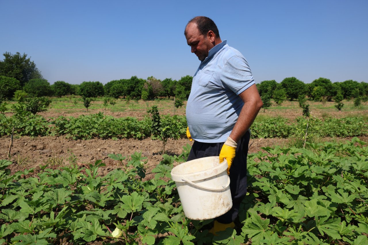 Adanada hasat başladı! Tarlada kilosu 150 lira