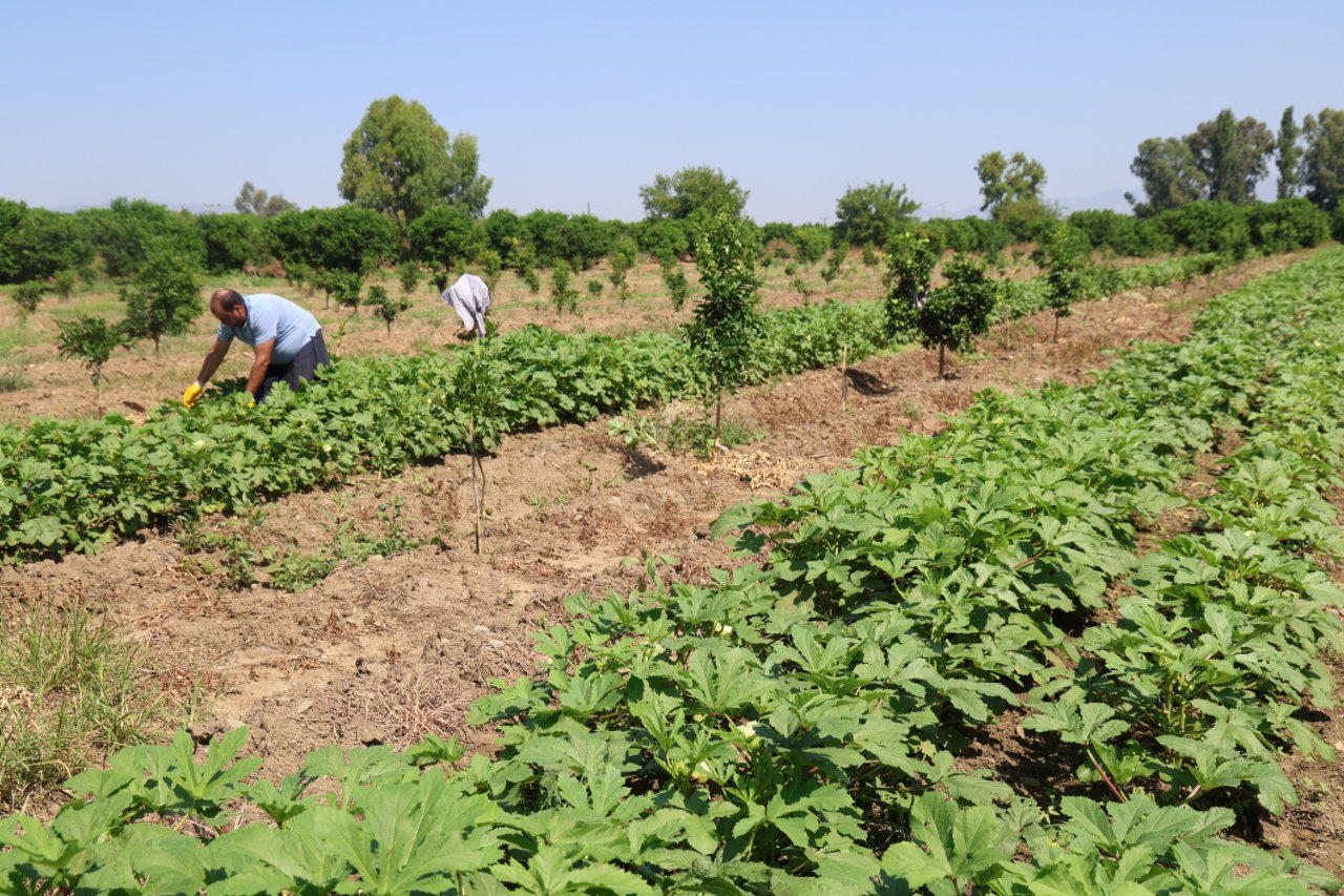 Adanada hasat başladı! Tarlada kilosu 150 lira
