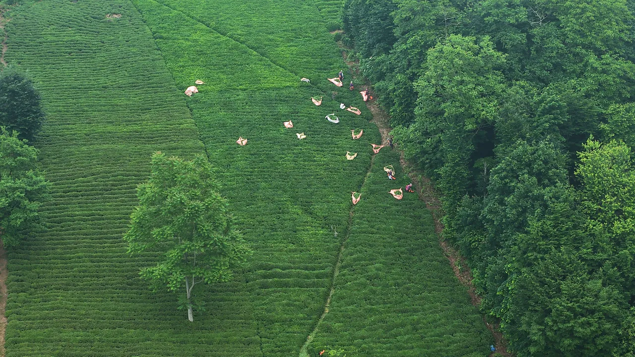 Karadeniz'in yeşil altınında hasat sürüyor! Son 26 yılın en verimli sezonu